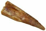 Fossil Pterosaur (Siroccopteryx) Tooth - Morocco #299804-1